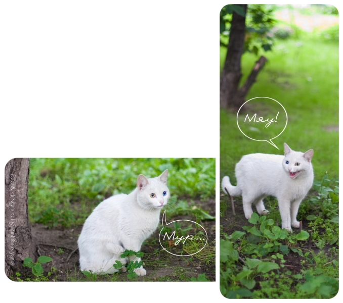 коллаж кошка2.JPG