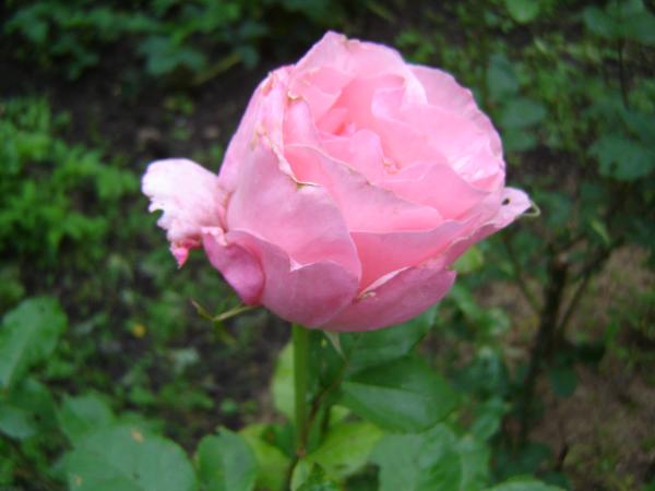 498042.jpg