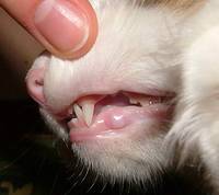 Смена зубов у кошек