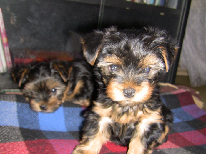 C:\Documents and Settings\domnina\Рабочий стол\Фото\IMG_0457.JPG