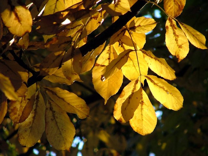 DSCF7156.JPG