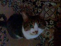 ещё коты