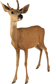 id1.jpg