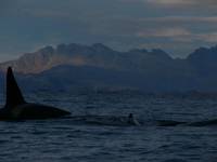 Whales in Norway