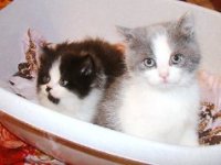 Котятки