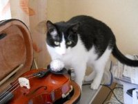 Наш котик Гусман